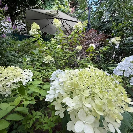 Hidden Gem Garden 招待所 布加勒斯特