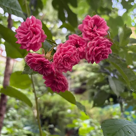 招待所 Hidden Gem Garden 布加勒斯特